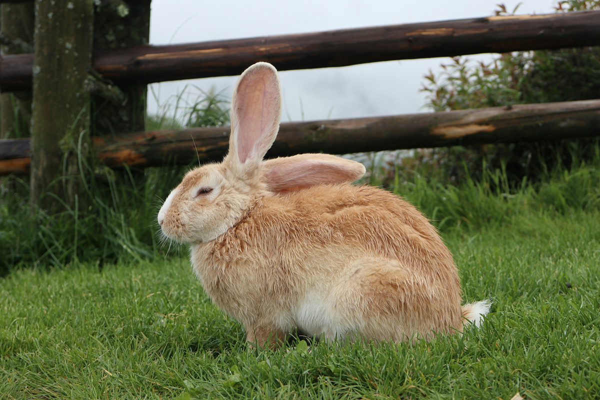 Giant Rabbit